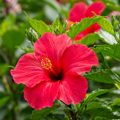 Hibiscus Petals