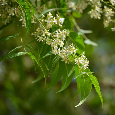 Neem