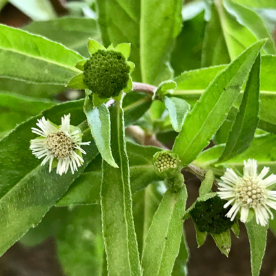 Bhringraj