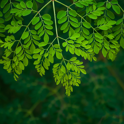 Moringa Leaves