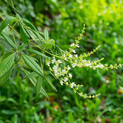 Nirgundi