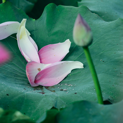 Lotus Petals