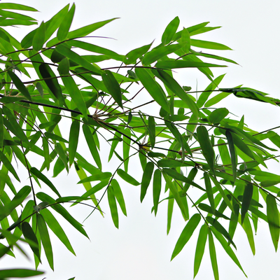 Bamboo Leaves
