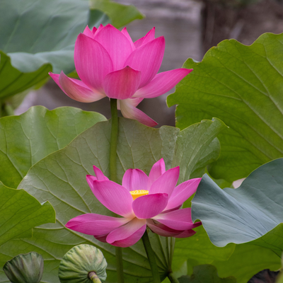 Lotus